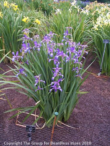 Iris La Belise (spuria)